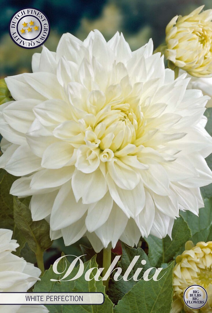 Dahlia White Perfection