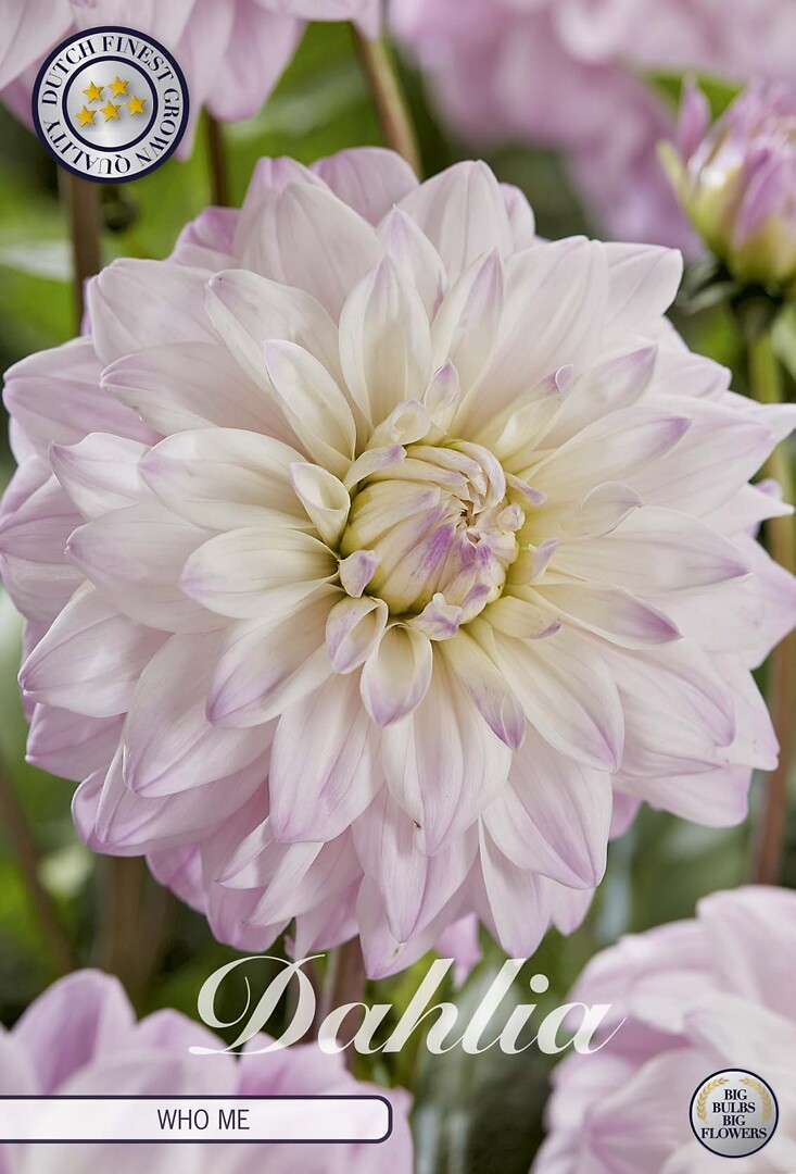 Dahlia Who Me