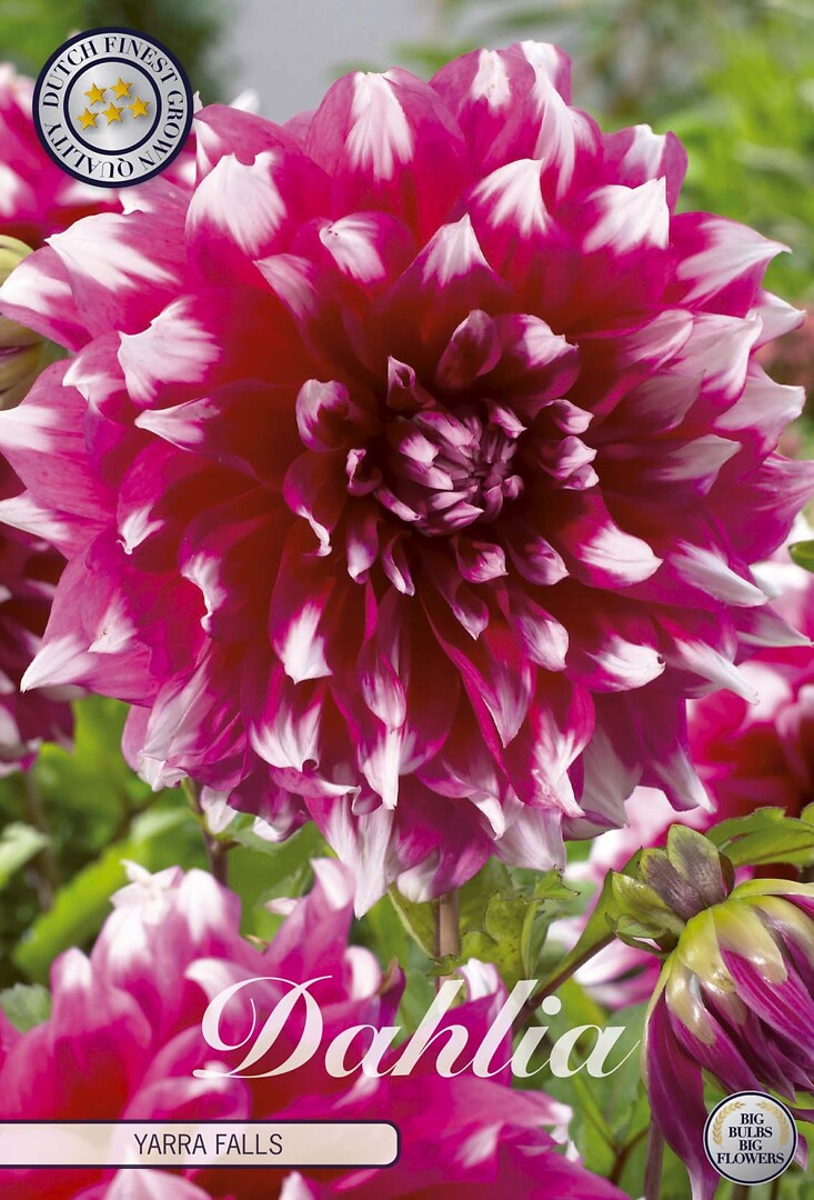 Dahlia Yarra Falls