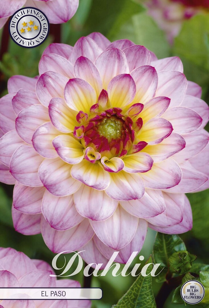 Dahlia El Paso