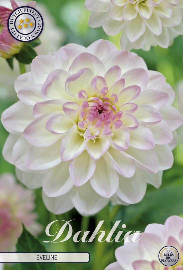 Dahlia Eveline