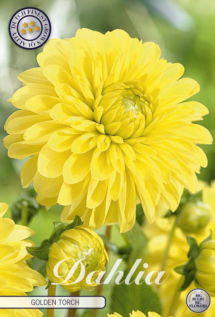 Dahlia Golden Torch
