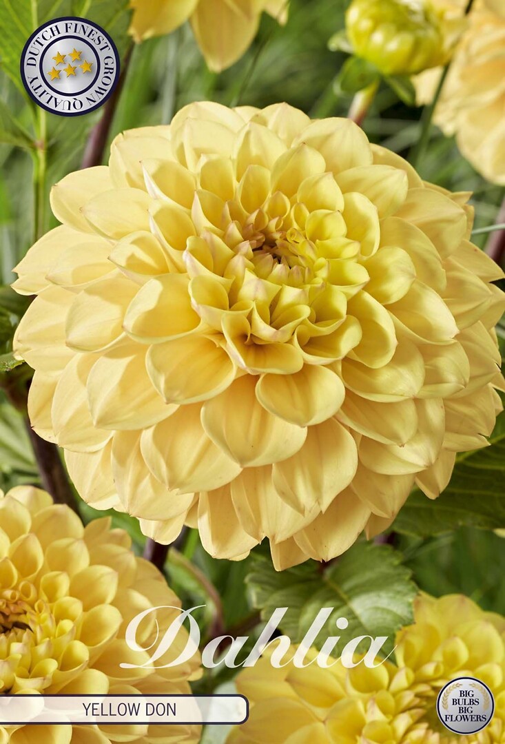 Dahlia Yellow Don