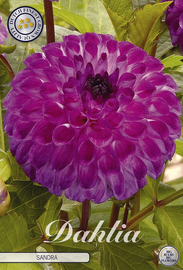 Dahlia Sandra