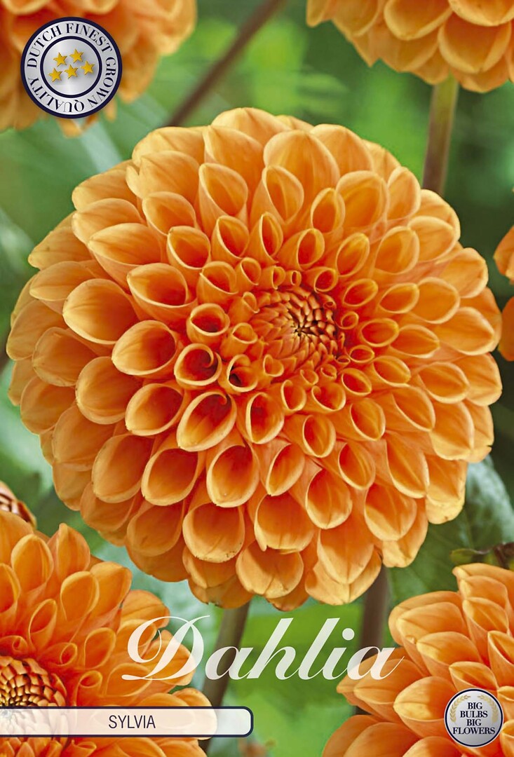 Dahlia Silvia