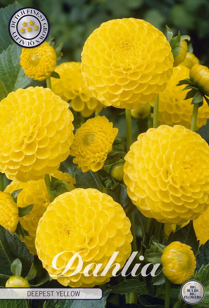 Dahlia Golden Scepter