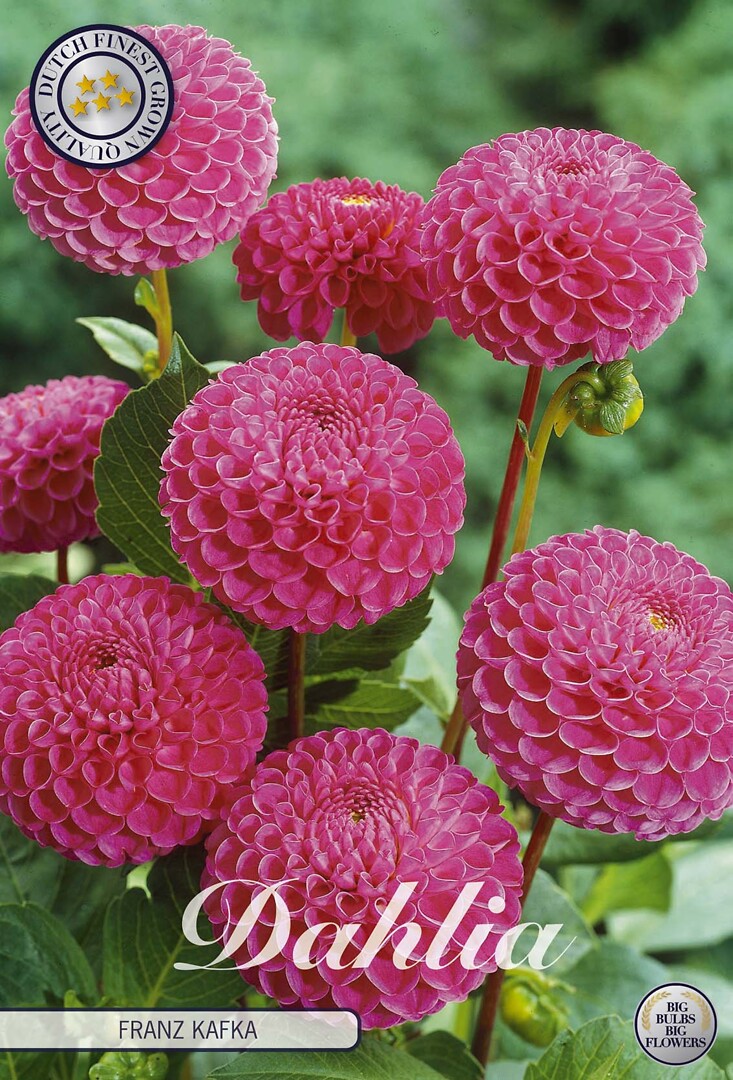 Dahlia Franz Kafka