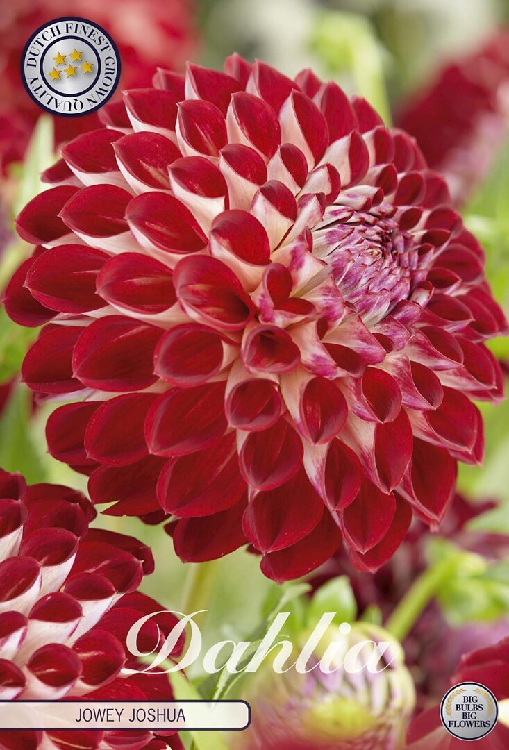 Dahlia Jowey Joshua