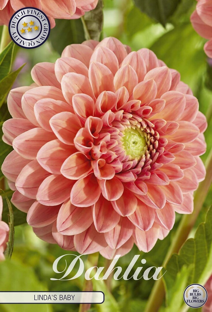 Dahlia Linda's Baby