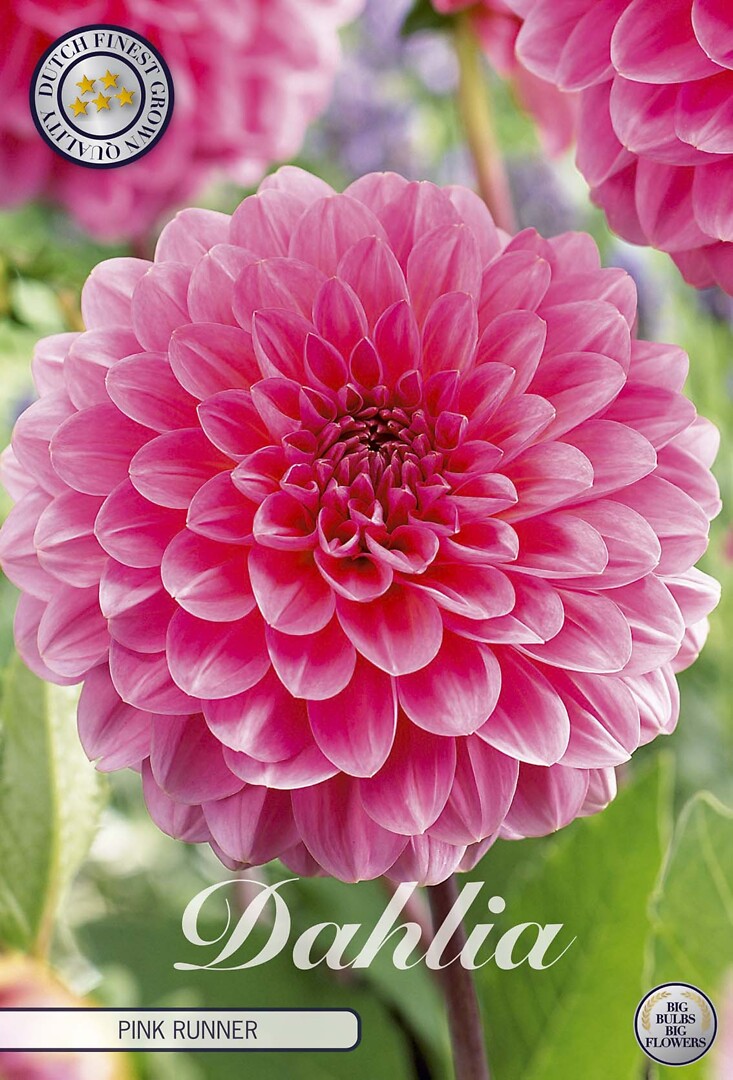 Dahlia Pink Runner