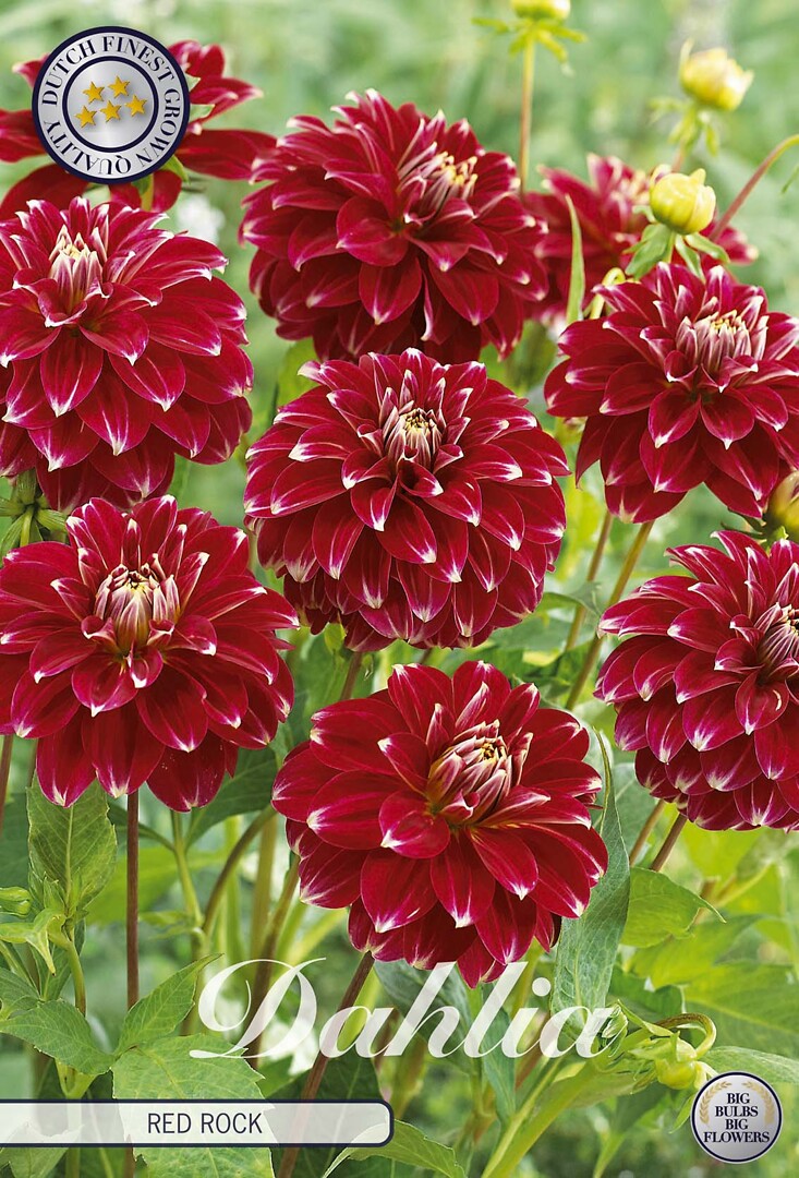 Dahlia Red Rock