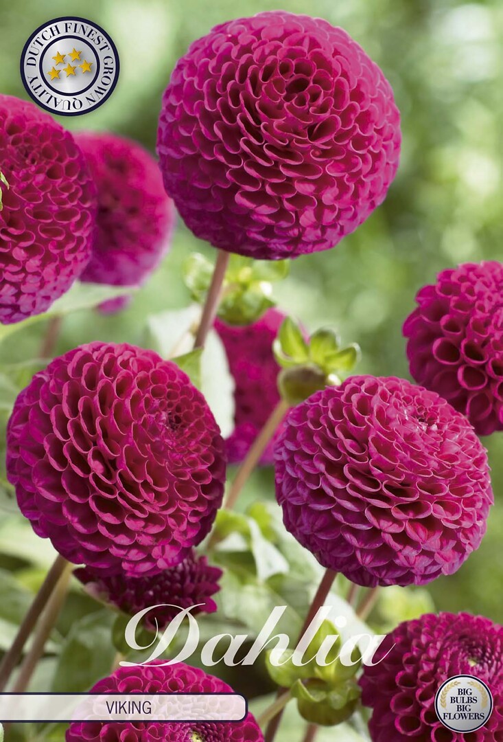 Dahlia Viking