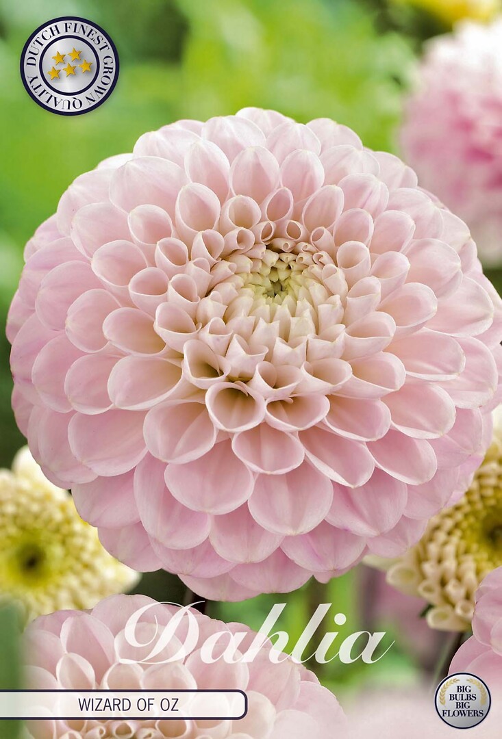 Dahlia Wizard Of Oz