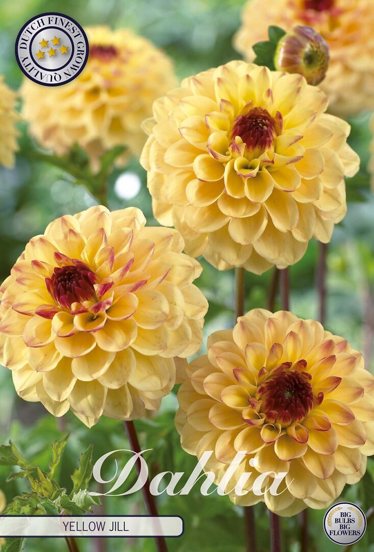 Dahlia Yellow Jill