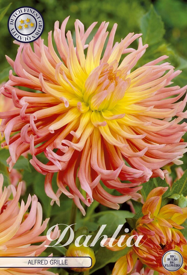 Dahlia Alfred Grille