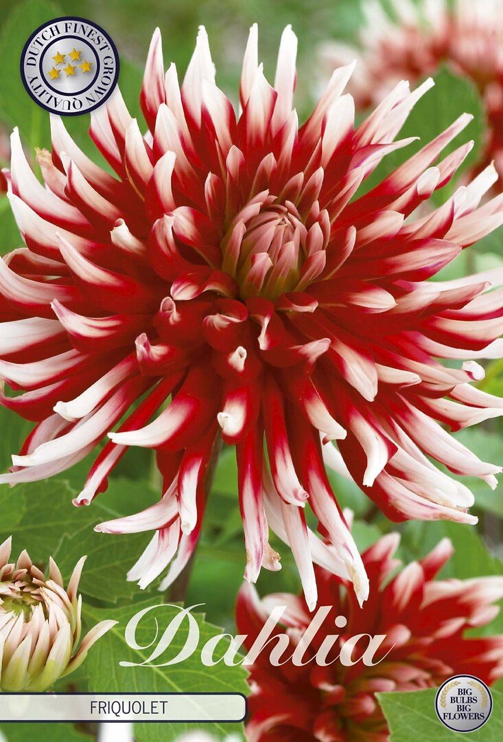 Dahlia Friquolet