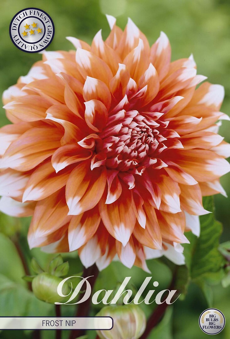 Dahlia Frost Nip