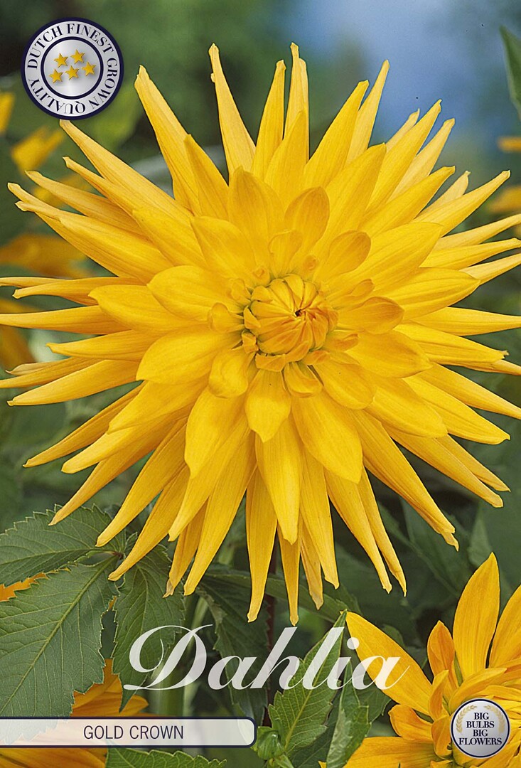 Dahlia Gold Crown
