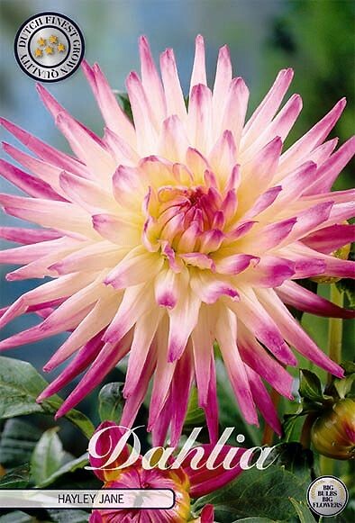 Dahlia Hayley Jane
