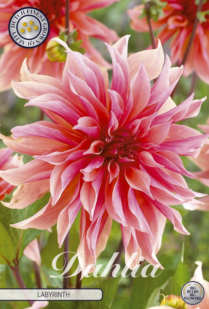 Dahlia Labyrinth