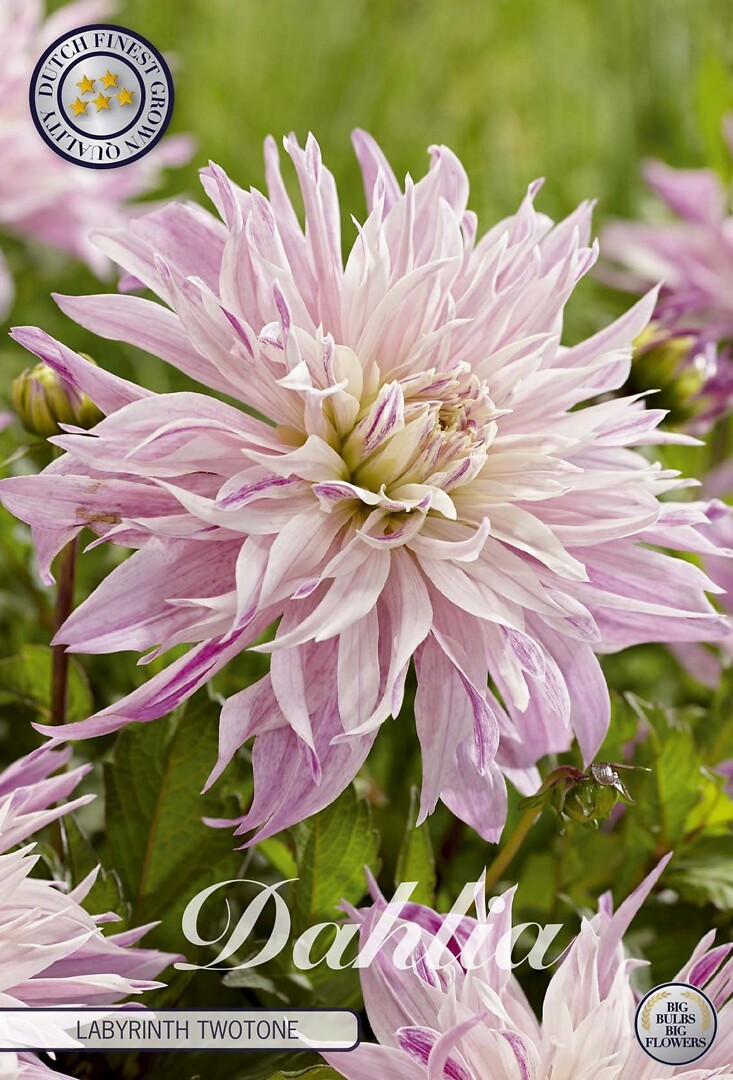 Dahlia Labyrinth Twotone