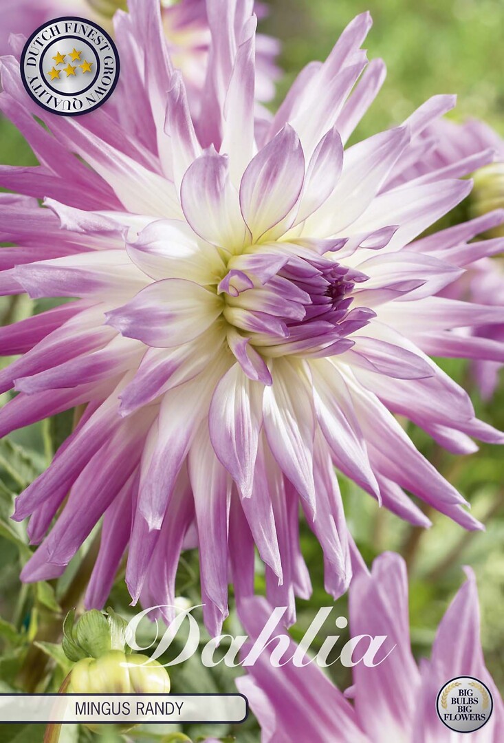 Dahlia Mingus Randy