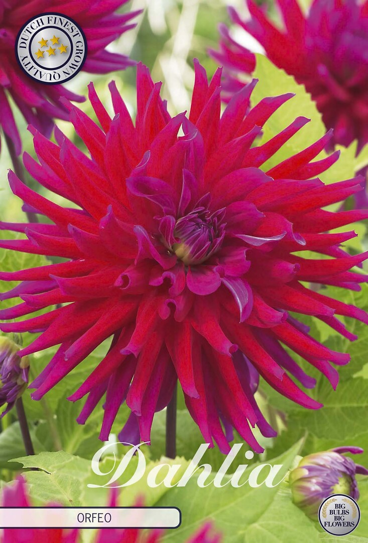Dahlia Orfeo