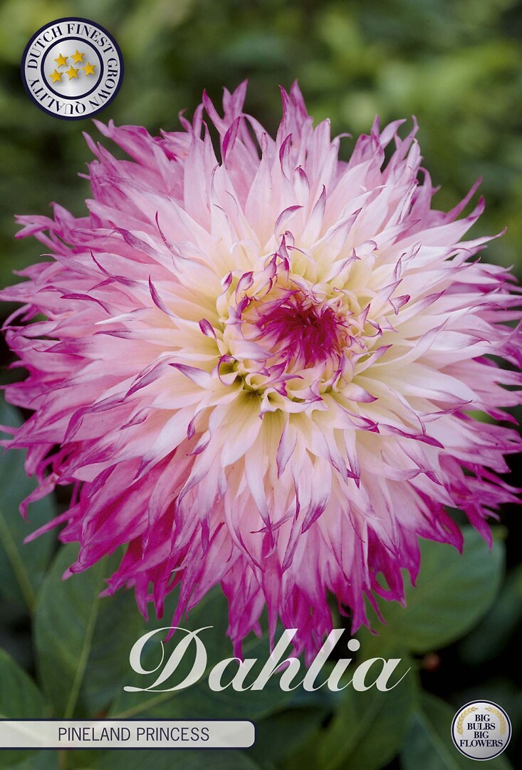 Dahlia Pinelands Princess