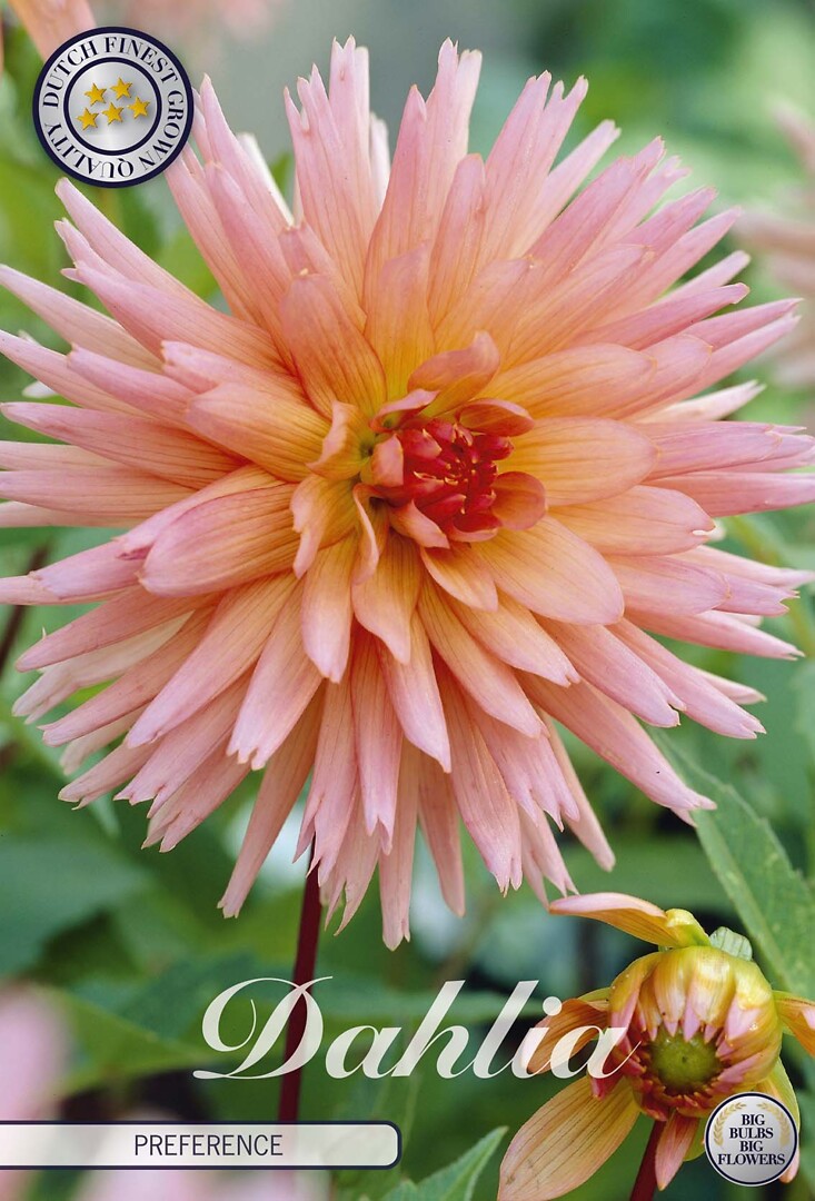 Dahlia Preference
