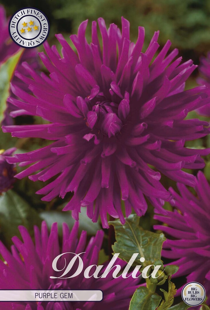 Dahlia Purple Gem