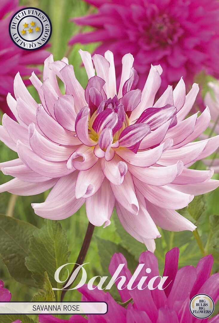 Dahlia Savanna Rose