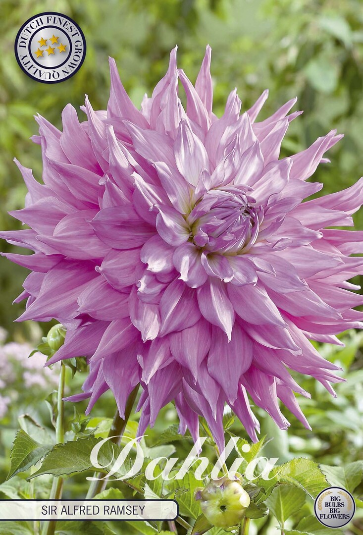 Dahlia Sir Alfred Ramsey