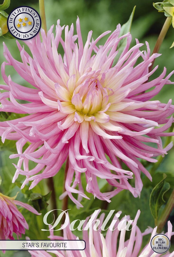 Dahlia Star's Favourite