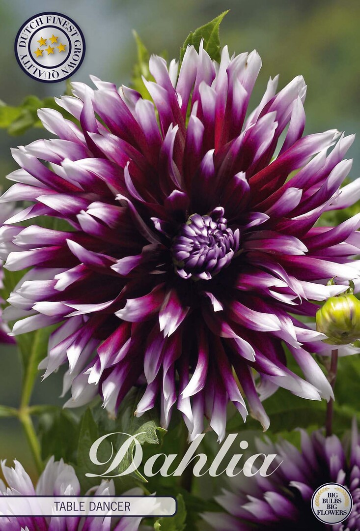 Dahlia Table Dancer