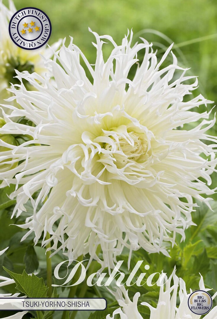 Dahlia Tsuki No Shisha