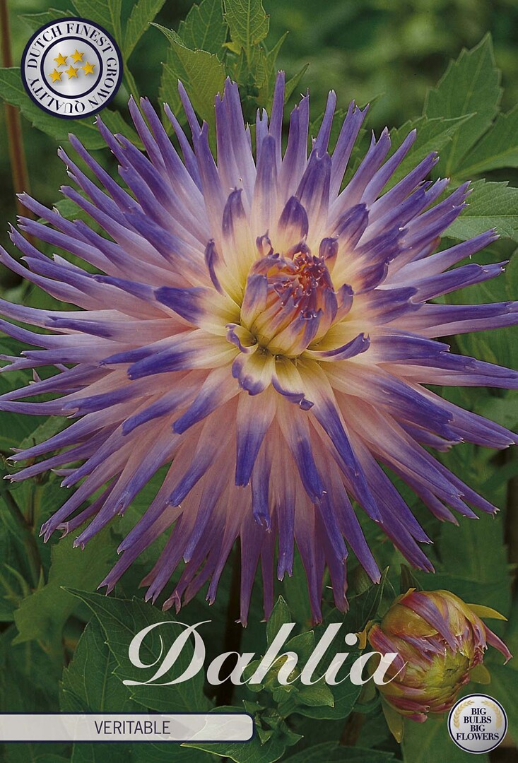 Dahlia Veritable