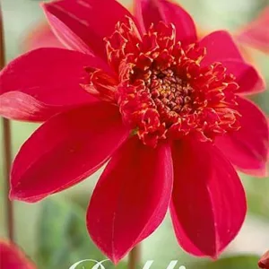 Dahlia Inca