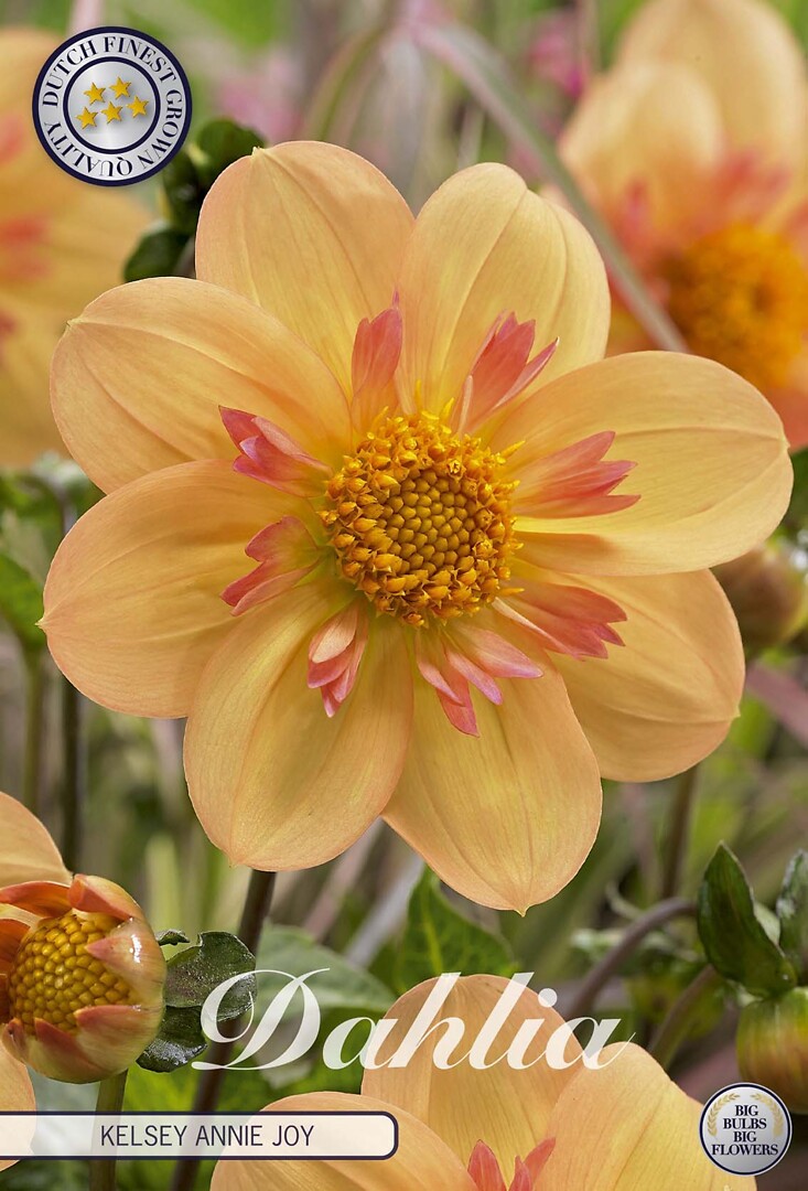 Dahlia Kelsey Annie Joy