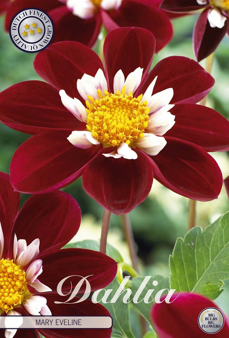 Dahlia Mary Eveline