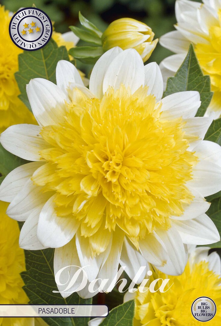 Dahlia Pasadoble
