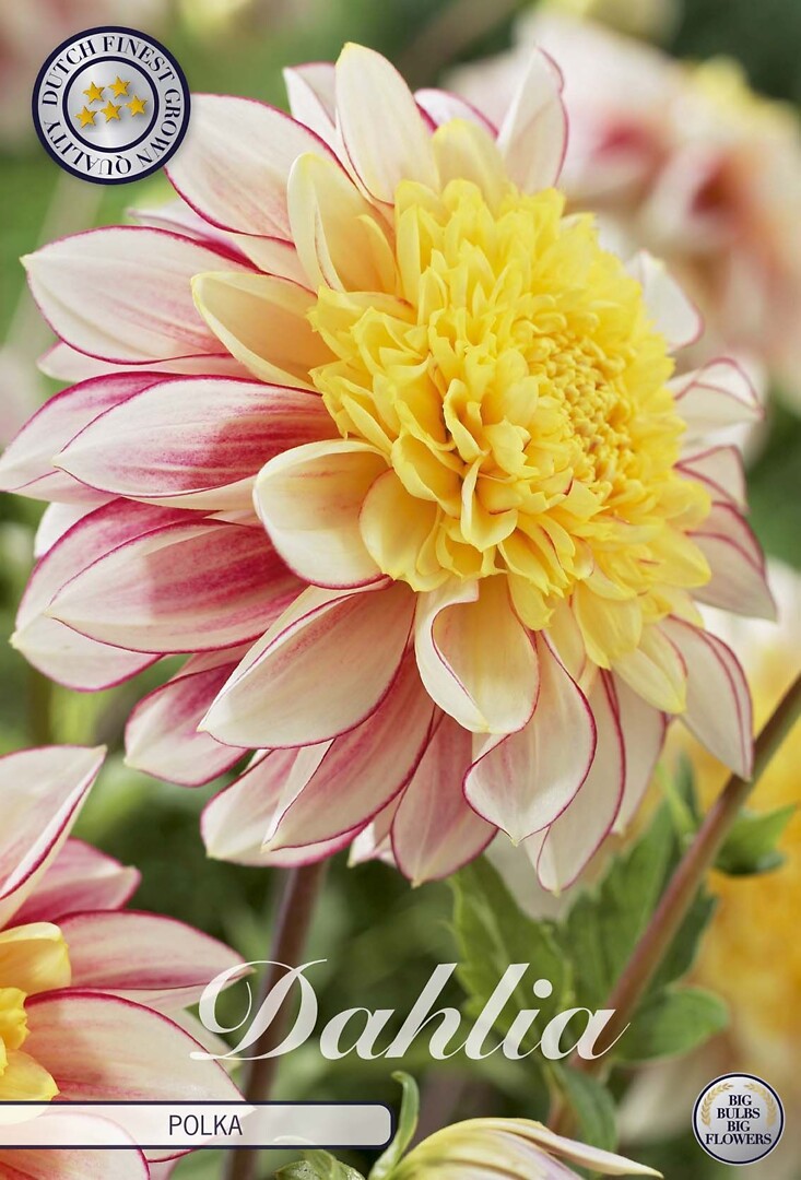 Dahlia Polka