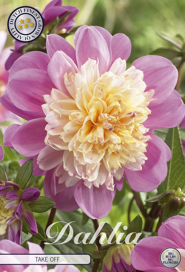 Dahlia Take Off