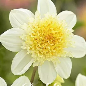 Dahlia Toto