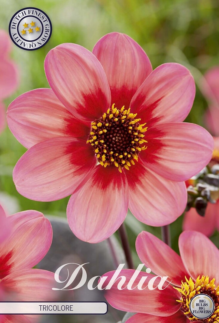 Dahlia Tricolore