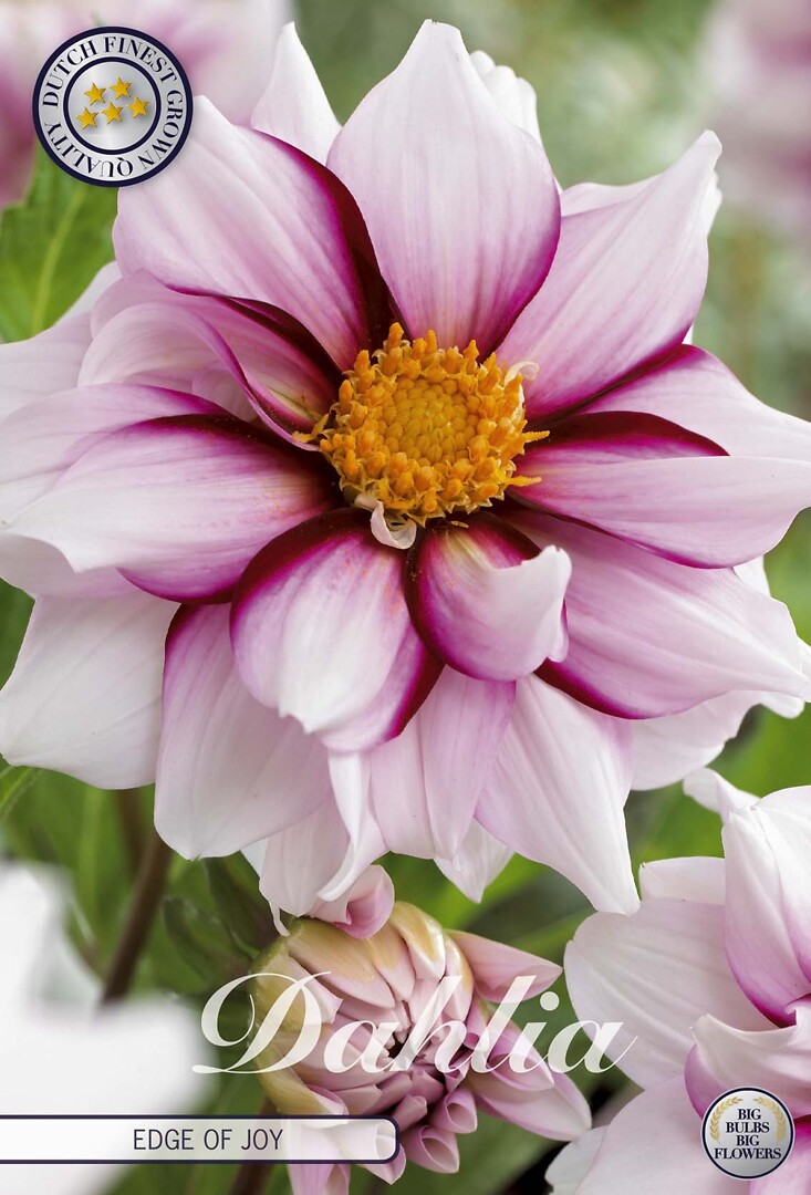Dahlia Edge Of Joy