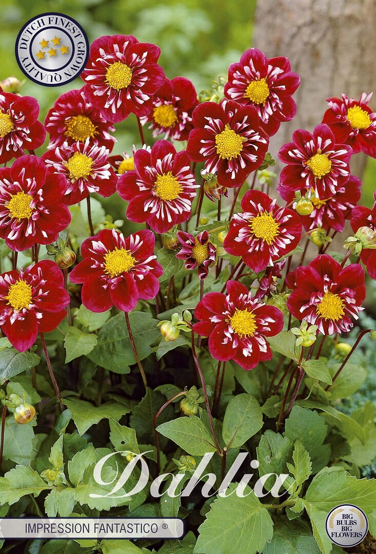 Dahlia Fantastico