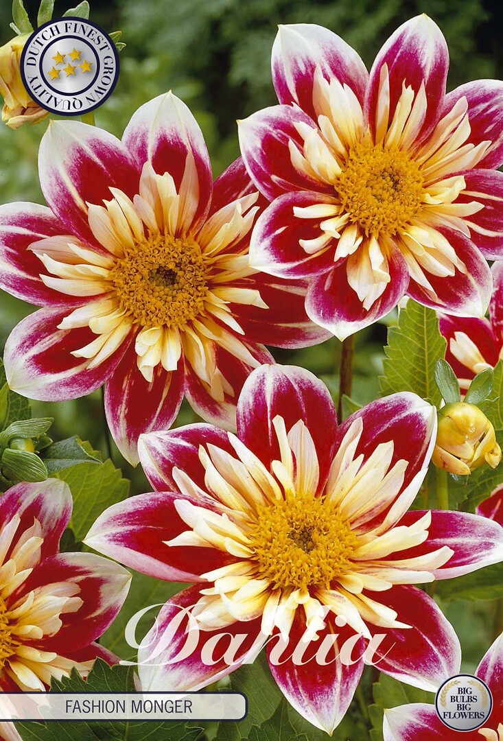 Dahlia Fashion Monger