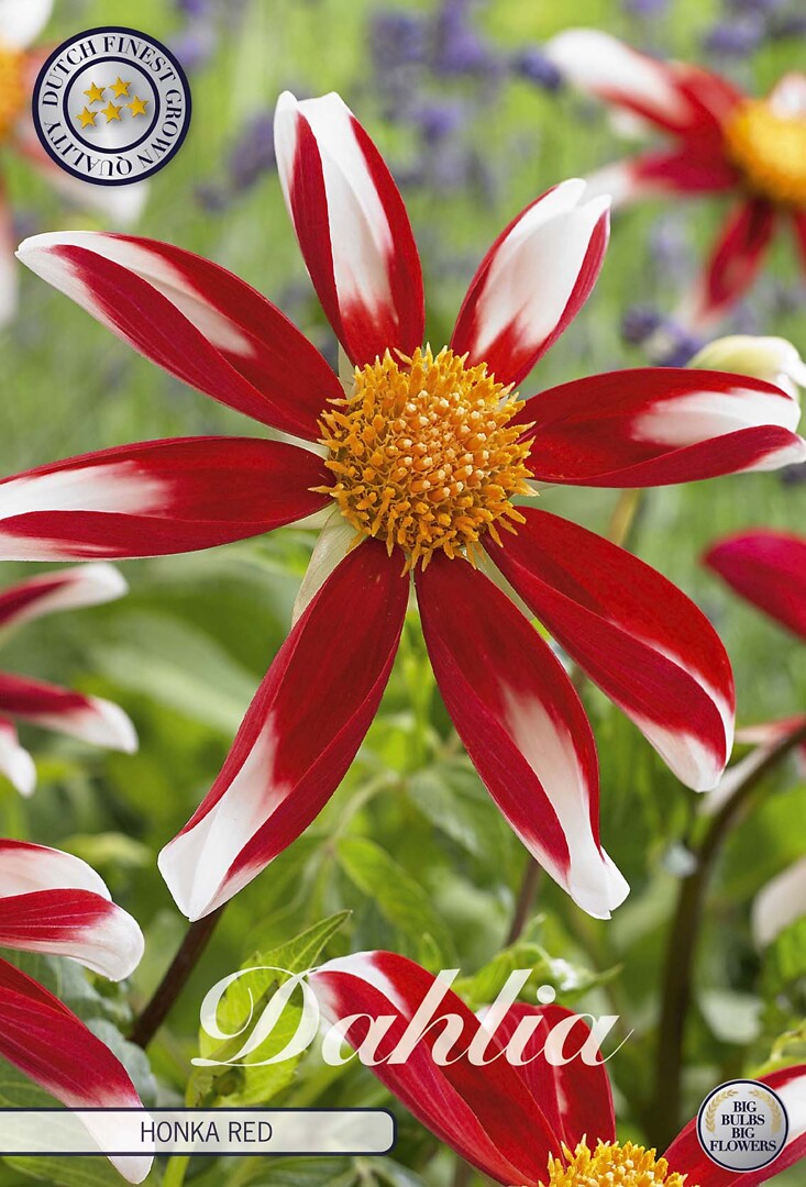 Dahlia Honka Red
