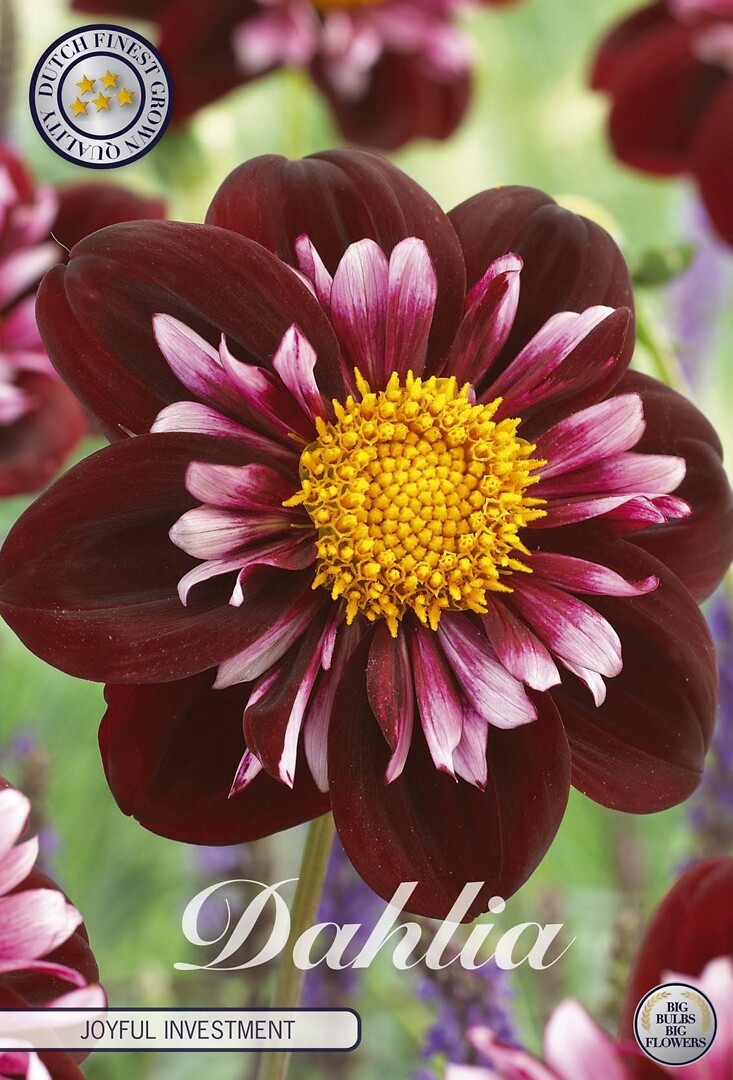 Dahlia Joyfull Investment