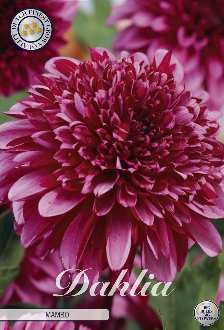 Dahlia Mambo